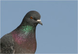 Rock Dove