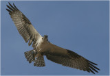 Osprey with Fish