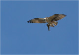 Osprey with Fish