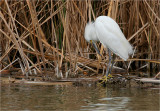 Snowy Egret