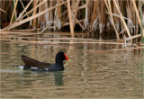 Common Gallinule