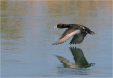 Drake Ring-necked Duck