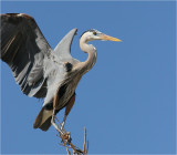 Great Blue Heron