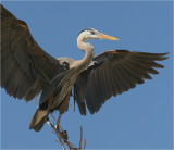 Great Blue Heron