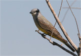 Western Kingbird