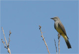 Western Kingbird