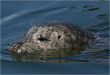 Harbour Seal