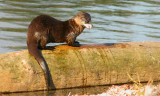 Sea Otter