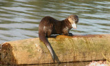 Sea Otter