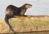 Sea Otter
