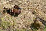 Cinnamon Teals - male and female