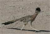 Road Runner - Beep, Beep