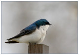 Tree Swallow