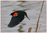 Red-winged Blackbird