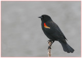 Red-winged Blackbird