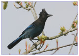 Stellers Jay