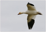 Lesser Snow Goose