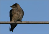 Purple Martin