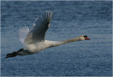 Mute Swan in Flight