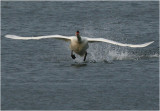 Mute Swan in Flight