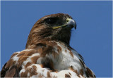 Red-tailed Hawk