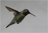 Annas Hummingbird