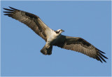 Osprey