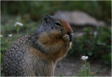 Columbian Ground Squirrel