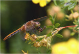 Insect with Prey