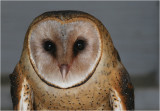 Barn Owl