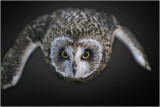 Short-eared Owl