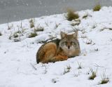 Cold Coyote