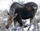 Winter Forage