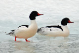 Common Merganser