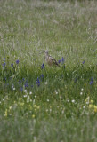 Long-billed Curlew