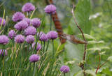 Rufous Hummingbird on Chives