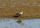 Dunlin, Adventdalen 060725b.jpg