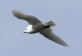 Ivory Gull ad, LYB 060720b.jpg