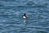 Little Auk, Ny-lesund 060723.jpg