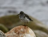 Purple Sandpiper, ad, Graveneset, Magdalenefjorden 060721b.jpg