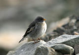 Snow Bunting, juv, LYB 060724.jpg