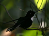 Collared Inca, Tapichalaca 070207.jpg