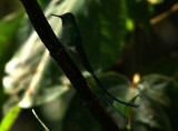 Long-Tailed Sylph, male, Tapichalaca 070207.jpg