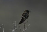Violet-throated Metaltail, El Cajas NP 070216.jpg