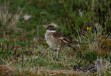 Bar-winged Cinclodes, El Cajas NP 070216b.jpg