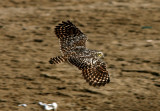 Burrowing Owl, Punta Carnero Desert, 070129c.jpg