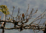 Pale-Mandibled Aracari, Cuenca-Molleturo Road 070216.jpg