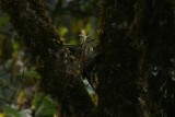 Pearled Treerunner, Gualaceo-Limon Road 070215.jpg