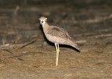 Peruvian Thick-knee, Punta Carnero Desert 070128.jpg