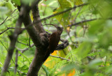 Red-billed Scythebill, Bosque Cerro Blanco 070128.jpg